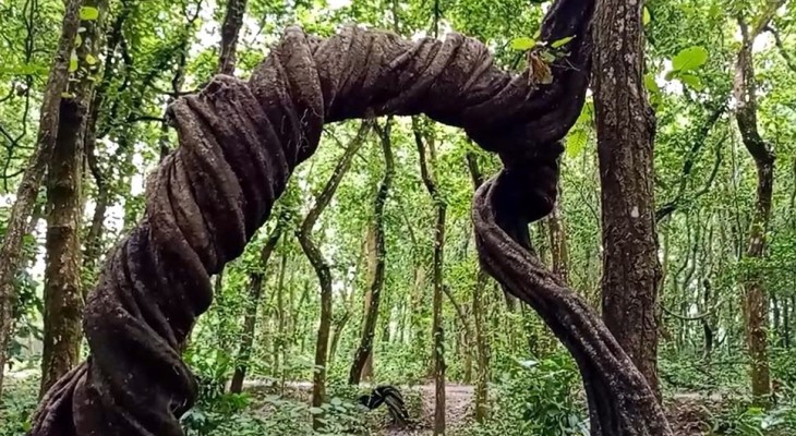 অনবদ্য কারুকার্যে গাছে গাছে ঝুলছে বিলুপ্তপ্রায় পলাশি লতা