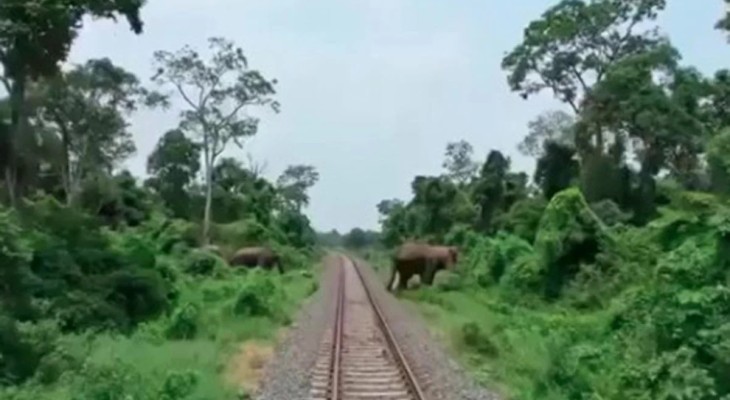 হাতি রক্ষায় রেলওয়ের ৪০ কোটি টাকার প্রকল্প