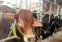 পশু কাটায় কসাইদের ভিন্ন ভিন্ন দর, বাড়ছে ভোগান্তি